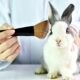 Tests cosmétiques sur animaux